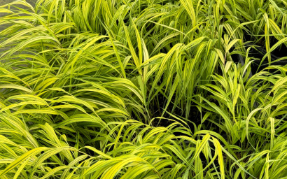 hakonechloa macra aurea